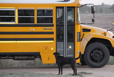 Orange school bus with
              black dog by the door