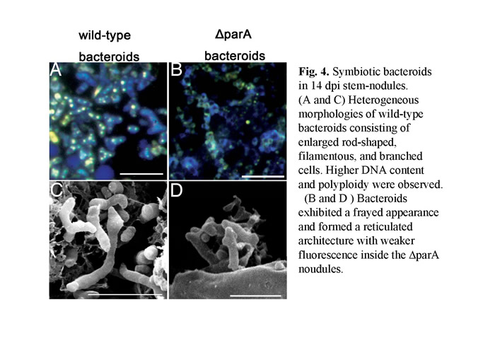 1Fig4