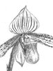 Paphiopedilum fowlei