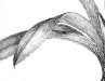 Paphiopedilum villosum