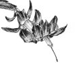 zygocactus