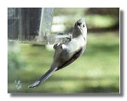 titmouse