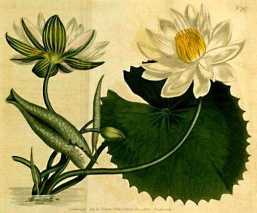 https://upload.wikimedia.org/wikipedia/commons/4/4e/Nymphaea_lotus1CURTIS.jpg