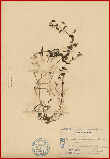 Torenia arisanensis Sasaki<em>Mimulus tenellus</em> Bunge var. <em>japonicus</em> (Miq.) Hand.-Mazz.尼泊爾溝酸漿Mimulus tenellus var. japonicus