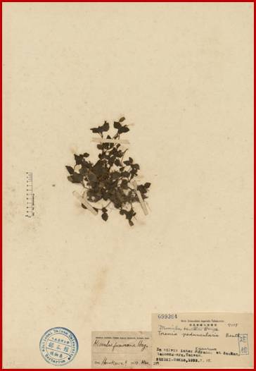 Torenia peduncularia Benth.<em>Mimulus tenellus</em> Bunge var. <em>japonicus</em> (Miq.) Hand.-Mazz.尼泊爾溝酸漿Mimulus tenellus var. japonicus
