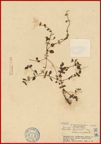 Mimulus formosana Hay.<em>Mimulus tenellus</em> Bunge var. <em>japonicus</em> (Miq.) Hand.-Mazz.尼泊爾溝酸漿Mimulus tenellus var. japonicus