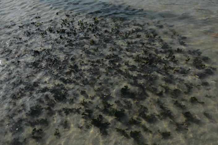 Seaweed and seagrass surveys