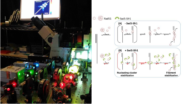 IBS - Research of Prof. Hung-Yuan (Peter) Chi Published in PNAS