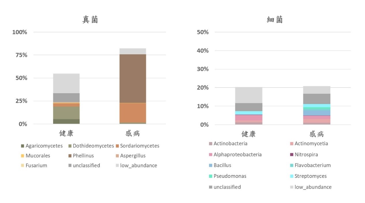 圖5 健康與感病榕樹根部各棲位中有差異的微生物族群,百分比表示該類真菌或細菌佔樣本中整體微生物族群的比例。