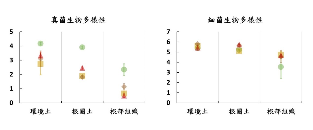 圖3 以Shannon生物多樣性指數評估褐根病菌對樹木地下各生態棲位真菌及細菌生物多樣性的影響,數值越大表示生物多樣性越高。